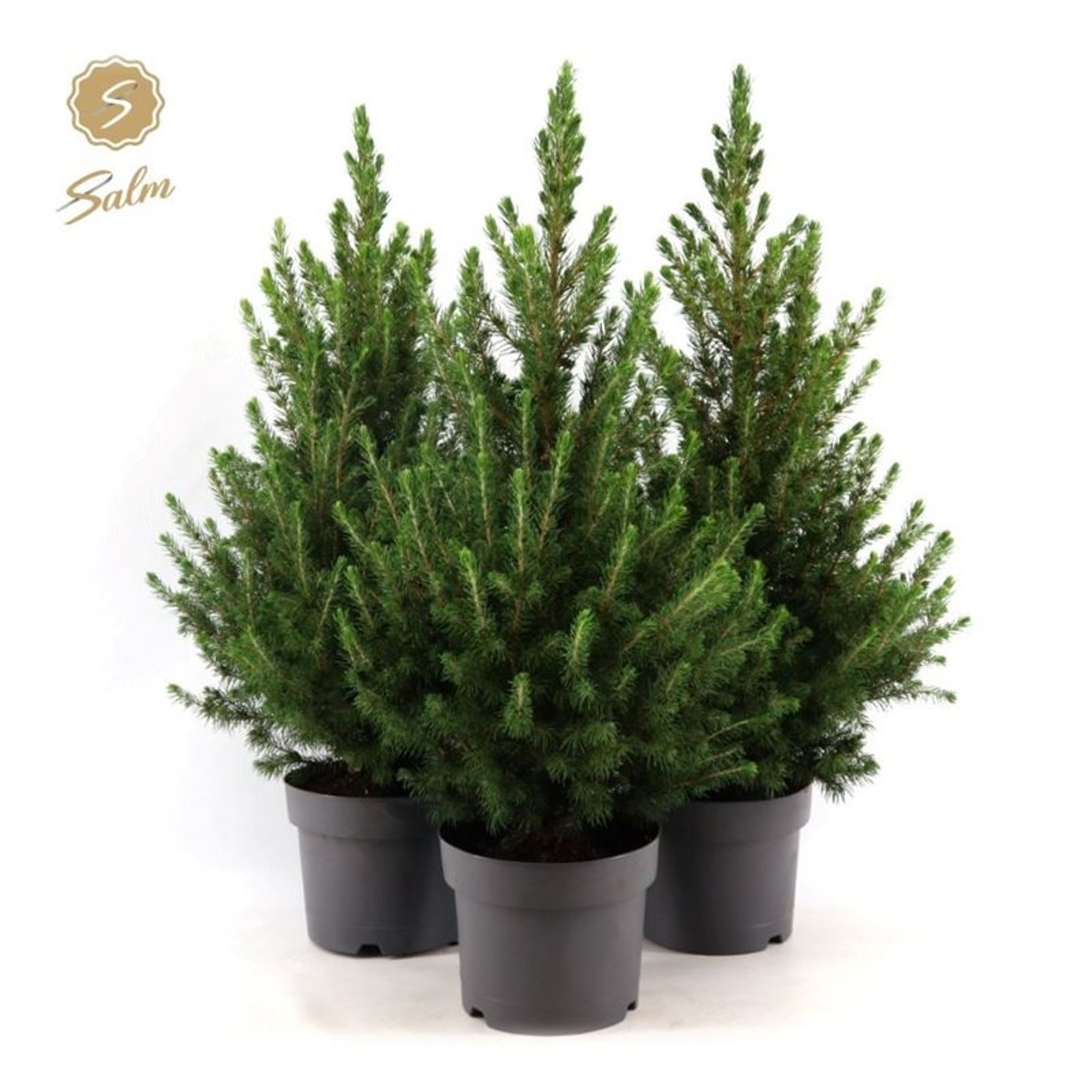 Picea gl. 'December' - C3 50-60 CM